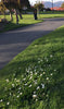 PT 757 Fleur de Lawn Blanche ProTime Lawn Seed