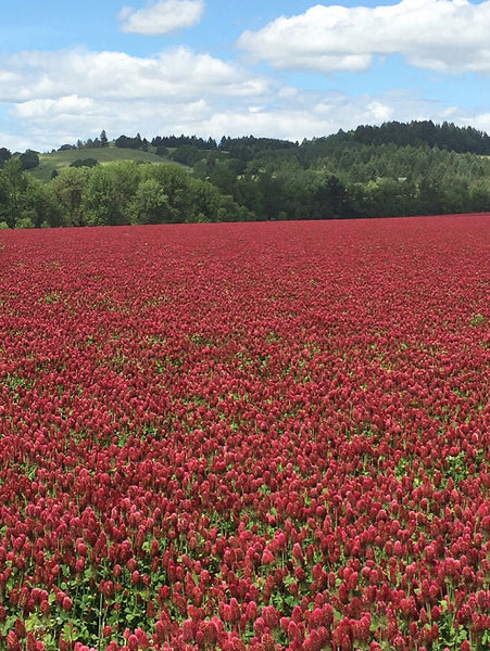 Crimson Clover - Pro Time Lawn Seed