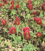 Crimson Clover Pro Time Lawn Seed