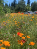PT 660 Low Profile Wildflower Mix Pro Time Lawn Seed