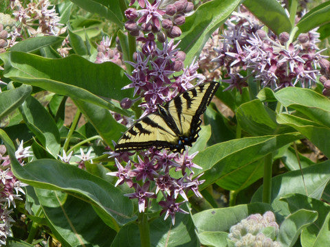 Native Showy Milkweed - 1/8 ounce Pro Time Lawn Seed