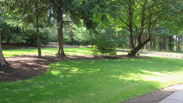 PT 310 Lush Lawn Mix Pro Time Lawn Seed