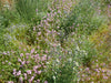 PT 454 Native Urban Meadow Mix Pro Time Lawn Seed