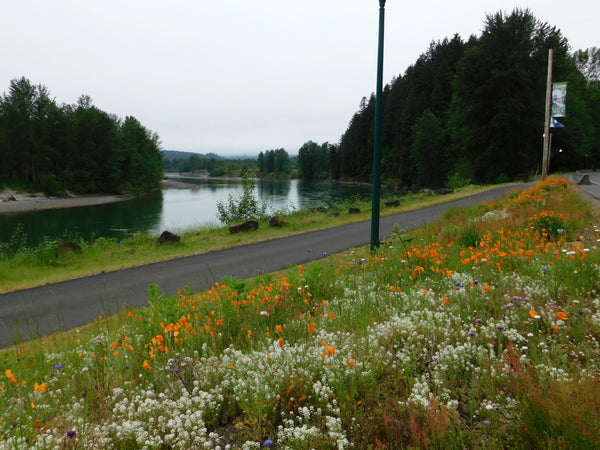 PT 652 Pacific Northwest Wildflower Mix Pro Time Lawn Seed