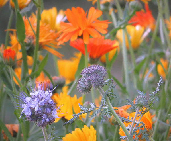 PT 665 Pollinator Garden & Urban Reclamation Mix Pro Time Lawn Seed