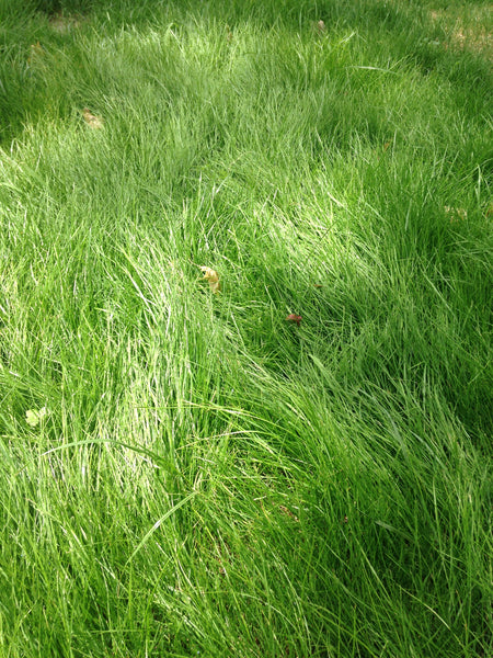 PT 701 Let It Grow Grasses A No Mow Alternative Pro Time Lawn Seed