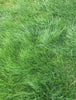 PT 701 Let It Grow Grasses--A No Mow ProTime Lawn Seed