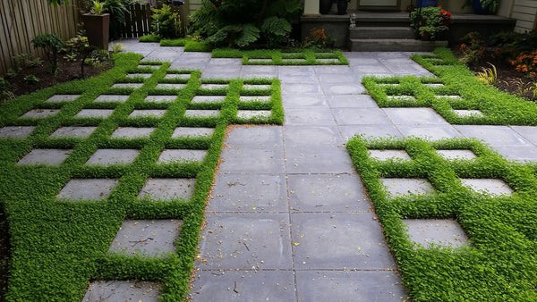 PT 799 Microclover® ProTime Lawn Seed