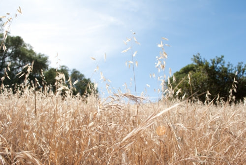 California Brome Pro Time Lawn Seed