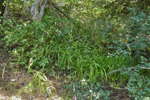 California Brome Pro Time Lawn Seed