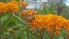 Butterfly Milkweed - 1/8 ounce Pro Time Lawn Seed