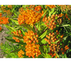 Butterfly Milkweed - 1/8 ounce Pro Time Lawn Seed