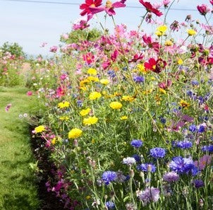 PT 658 Perennial Wildflower Mix Pro Time Lawn Seed