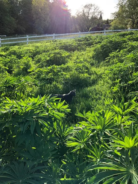 PT 404 Native Upland Mix with Color ProTime Lawn Seed
