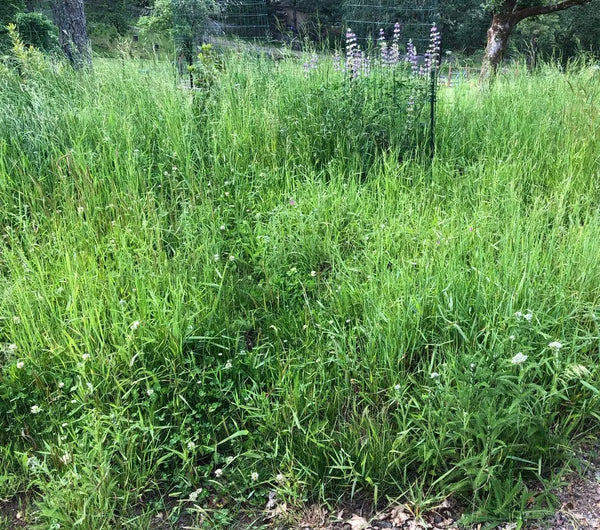 PT 404 Native Upland Mix with Color ProTime Lawn Seed