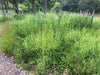 PT 404 Native Upland Mix with Color ProTime Lawn Seed