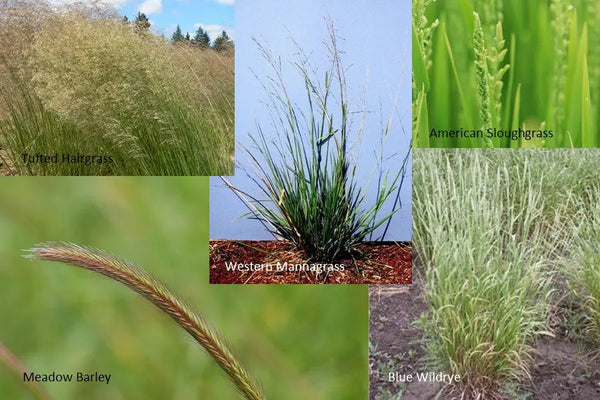 PT 440 Native Biofilter Mix Pro Time Lawn Seed