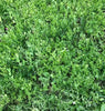 PT 706 Herb de Lawn ProTime Lawn Seed