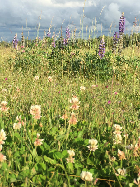 PT 712 Butterfly & Hummingbird Meadow Mix - Pro Time Lawn Seed