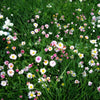 PT 755 Fleur de Lawn® ProTime Lawn Seed