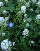 PT 755 Fleur de Lawn® ProTime Lawn Seed