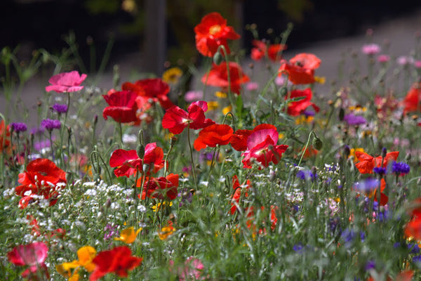 PT 660 Low Profile Wildflower Mix Pro Time Lawn Seed