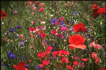 PT 662 Partial Shade Wildflower Mix Pro Time Lawn Seed