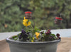 Flower Pot Stake Copper Hummingbird Feeder Pro Time Lawn Seed