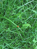 PT 764 Verdant Lawn ProTime Lawn Seed