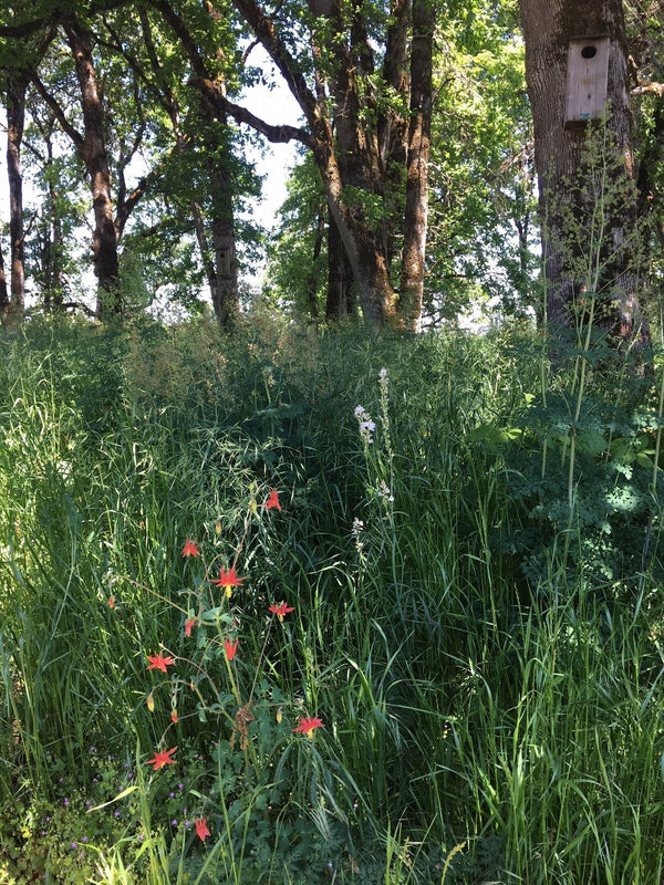 PT 456 Native Oak Woodland Mix For Partial Shade Pro Time Lawn Seed