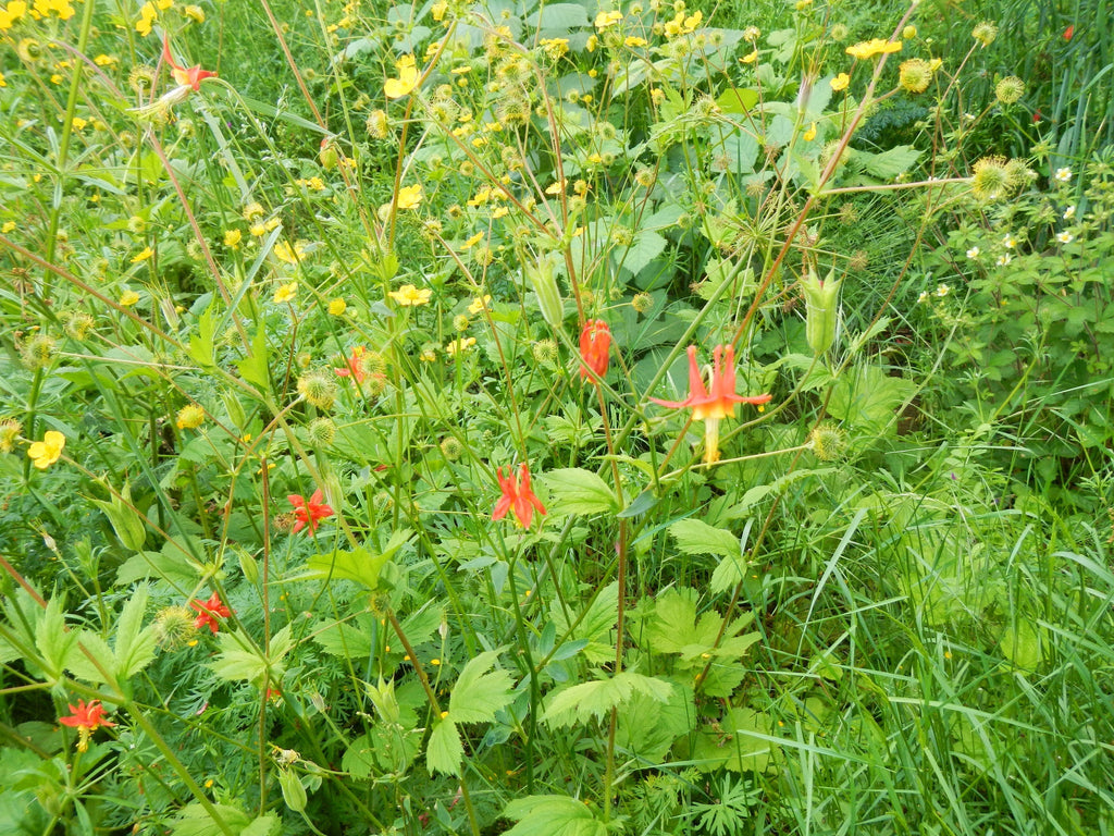 woodland wild flower seed mix PT 456 Native Oak Woodland Mix For Partial Shade