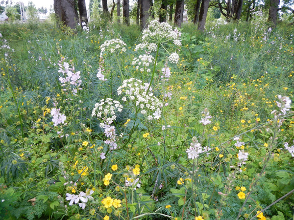 PT 456 Native Oak Woodland Mix For Partial Shade Pro Time Lawn Seed