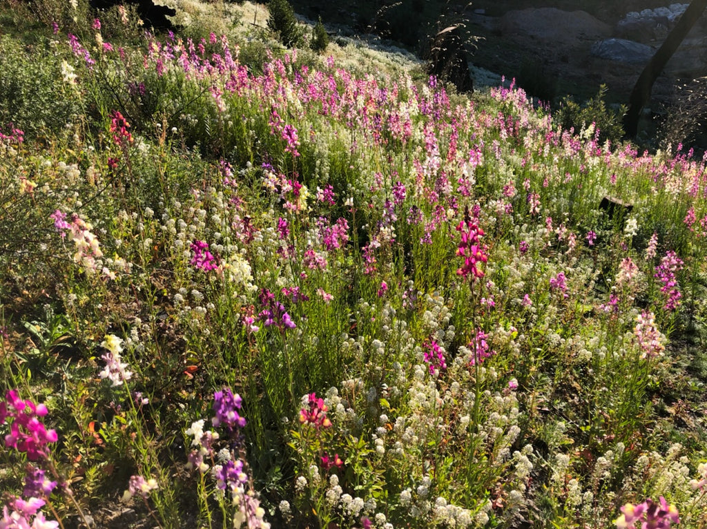 PT 652 Pacific Northwest Wildflower Mix Pro Time Lawn Seed