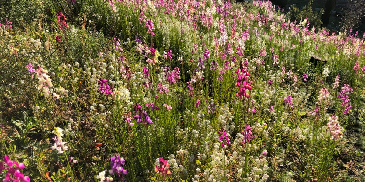 652PacificNorthwestWildflowerm