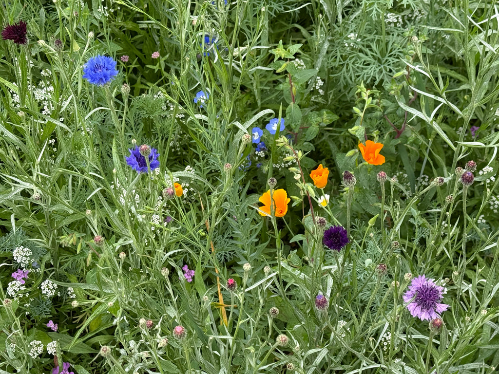 pacific northwest wildflower seed mix PT 652 Pacific Northwest Wildflower Mix