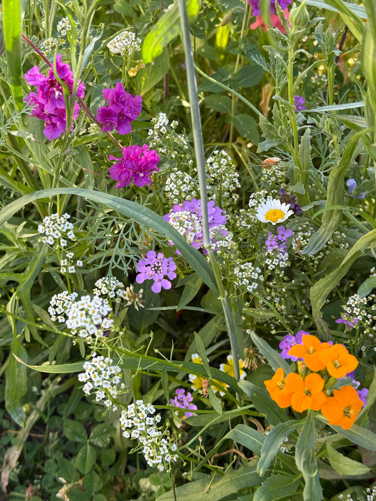 pacific northwest wildflower seed mix PT 652 Pacific Northwest Wildflower Mix