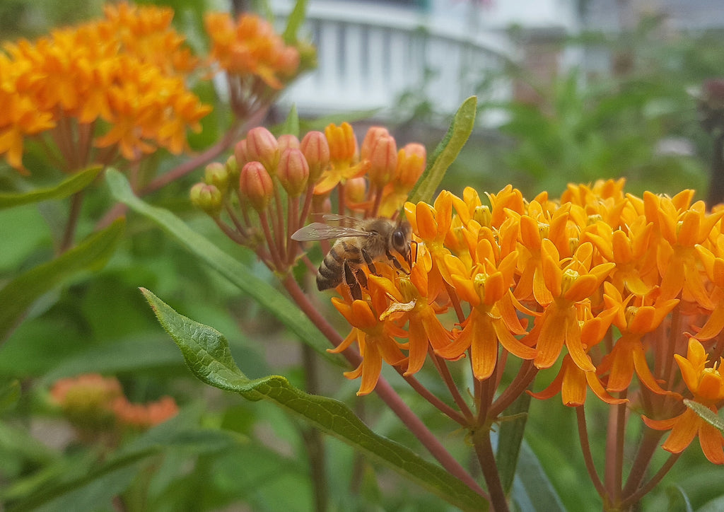 Pollinator Habitat