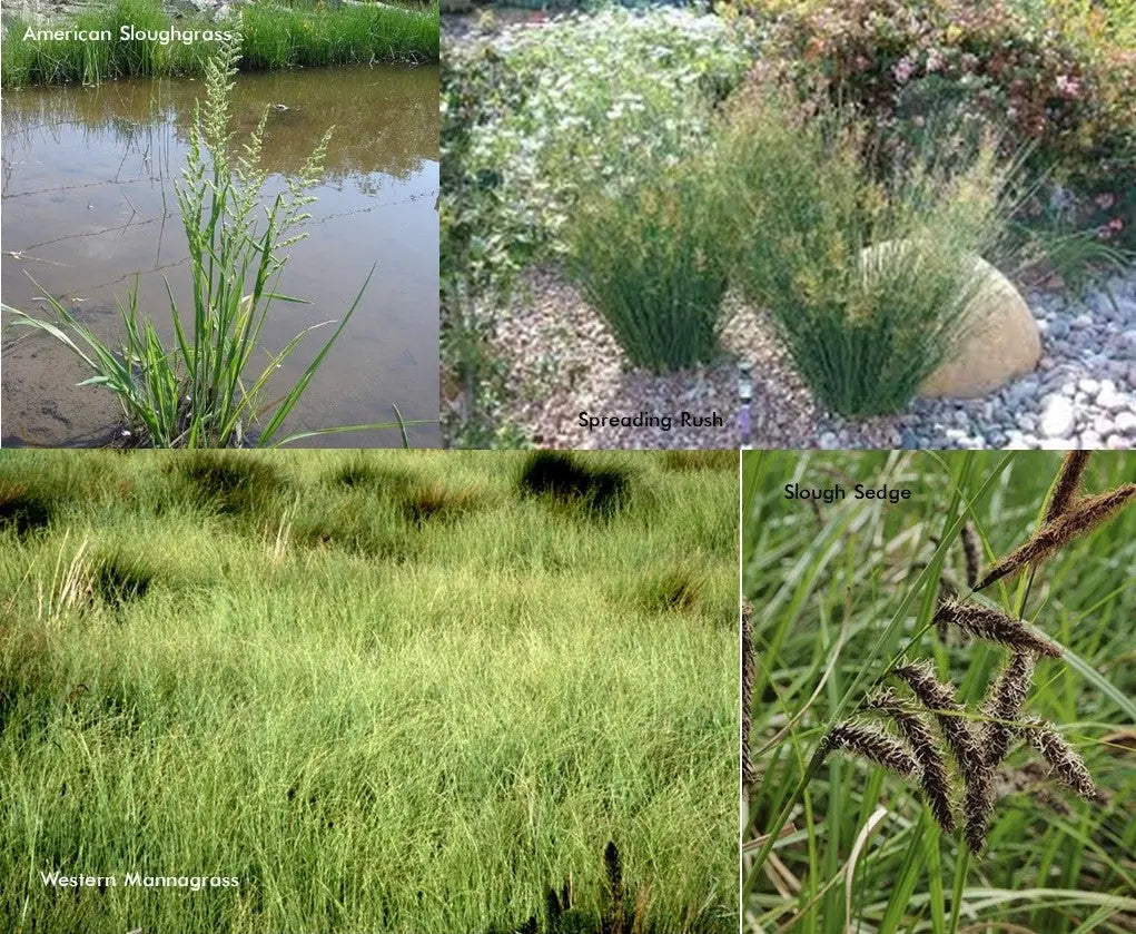 PT 406 Native Mix for Wet Areas– Pro Time Lawn Seed