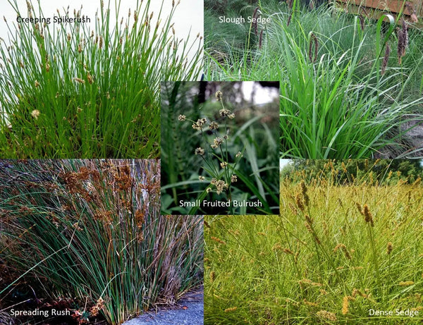 PT 499 Clean Water Services Native Wet Area Mix Pro Time Lawn Seed