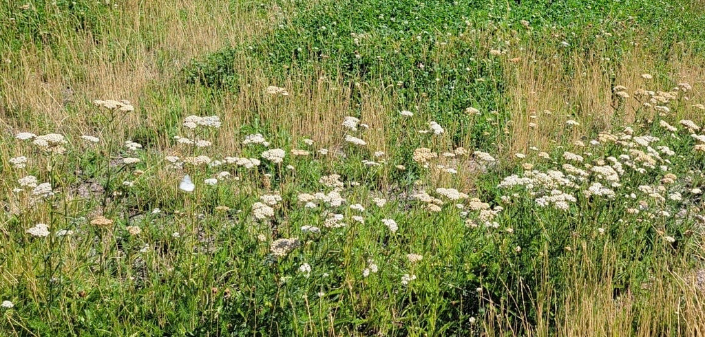 PT 705 Xeriscape Lawn Alternative--Mow or Don't ProTime Lawn Seed