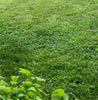 PT 767 Dog Park Eco-Lawn Mix with Microclover® ProTime Lawn Seed