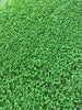 PT 799 Microclover® ProTime Lawn Seed