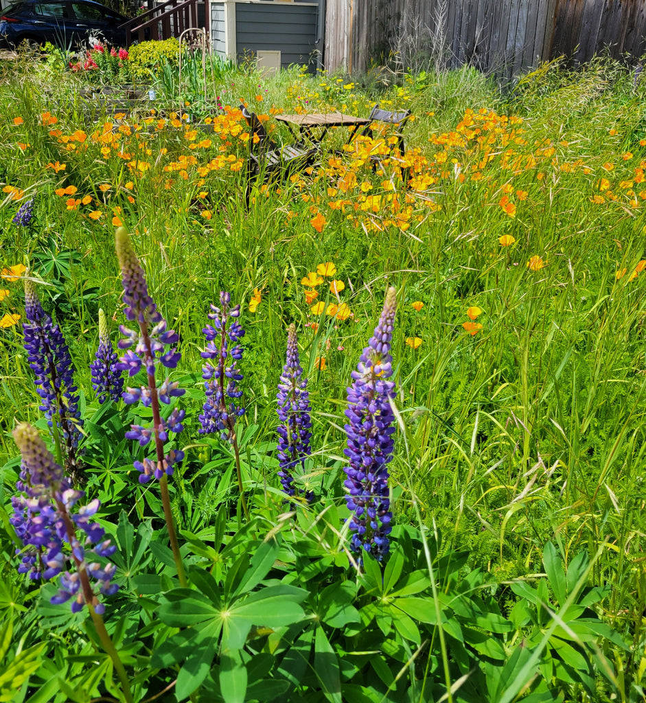 planting grass seed in portland oregon PT 452 City of Portland Native 50/50 Meadow Mix