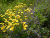 PT 453 Native Dry Prairie Mix Pro Time Lawn Seed