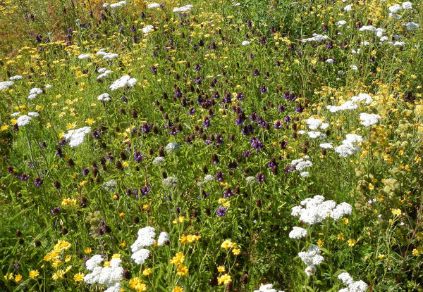 PT 457 Native Prairie Wildflower Mix Pro Time Lawn Seed
