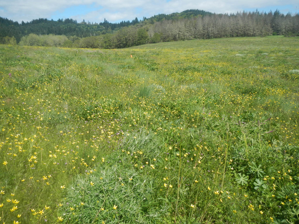grass flower seed mix PT 453 Native Dry Prairie Mix