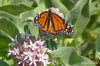 Native Showy Milkweed - 1/8 ounce Pro Time Lawn Seed
