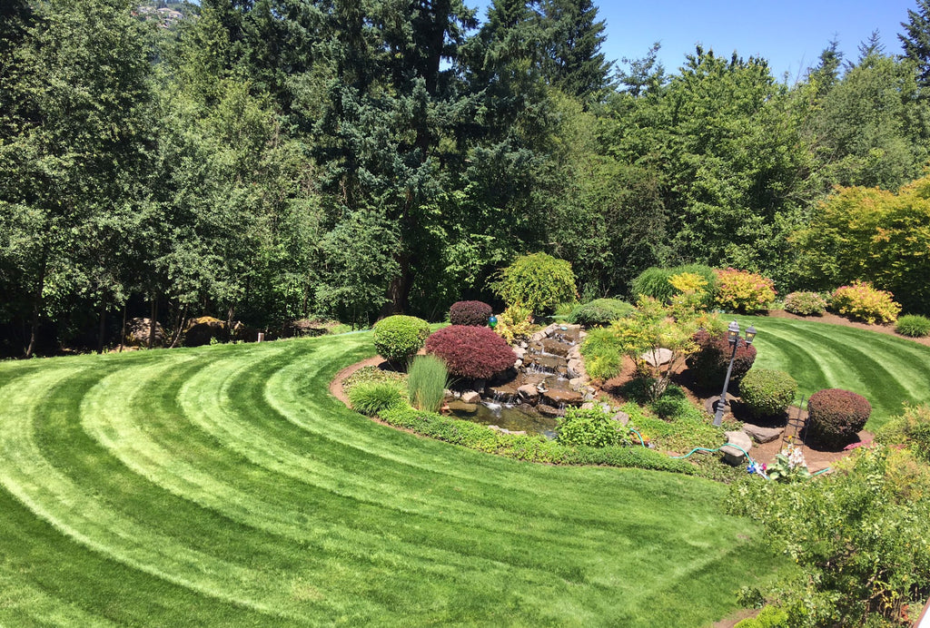 PT 303 Sun Mix Pro Time Lawn Seed