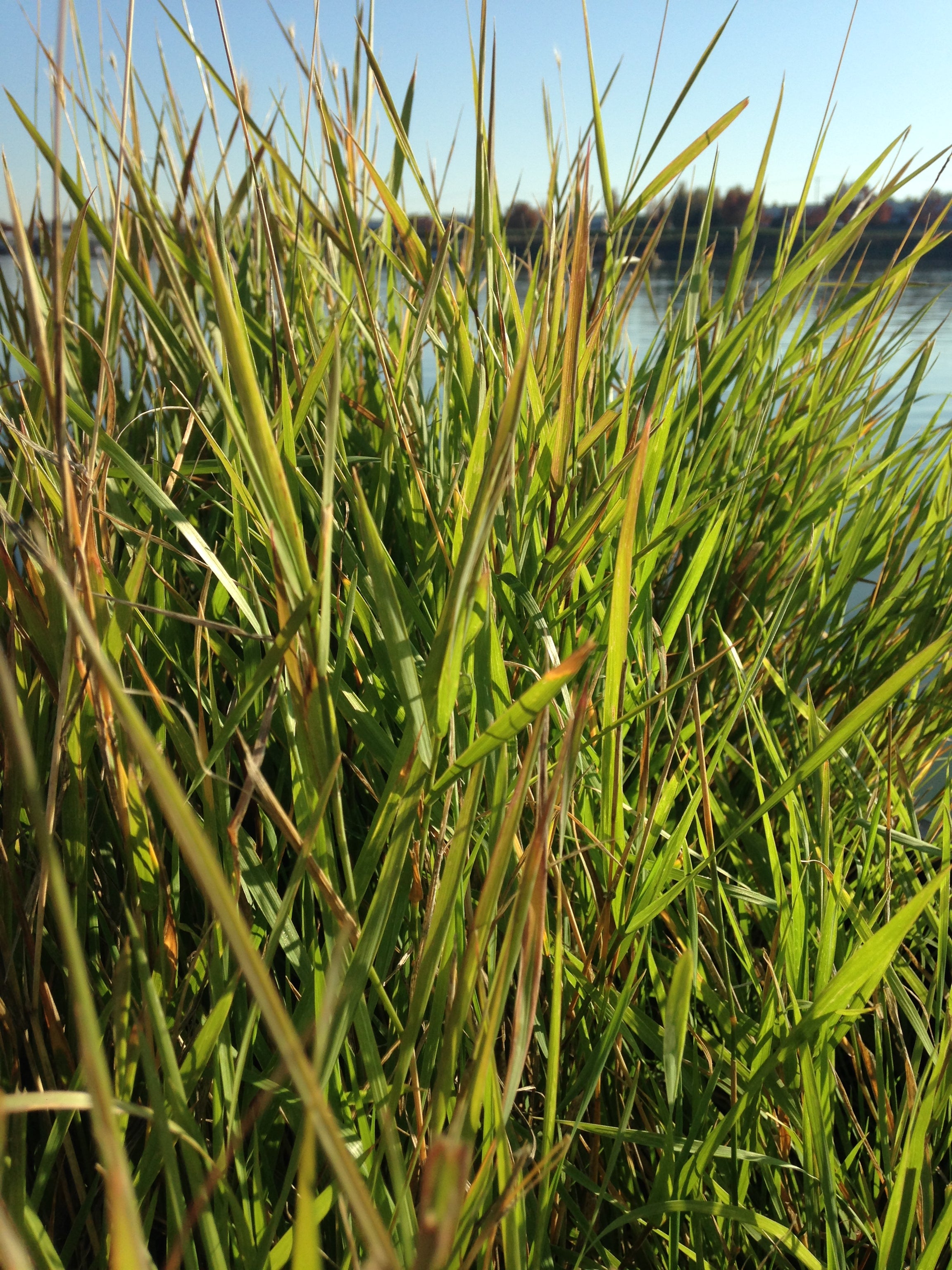 Native Swale PT 442 BES Grassy Swale Native Mix– Pro Time Lawn Seed