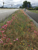 PT 452 City of Portland Native 50/50 Meadow Mix Pro Time Lawn Seed